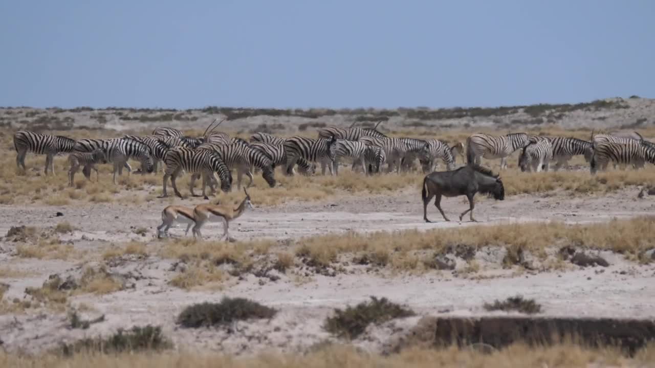 Stock Video A Herd Of Zebras On A Hot Day At Savanna Live Wallpaper For PC