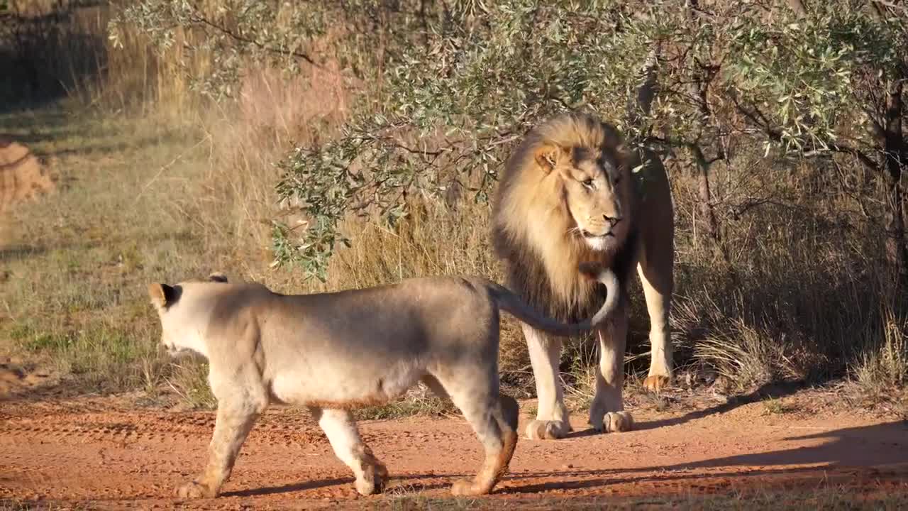 Stock Video A Herd Of Lions Walking Live Wallpaper For PC