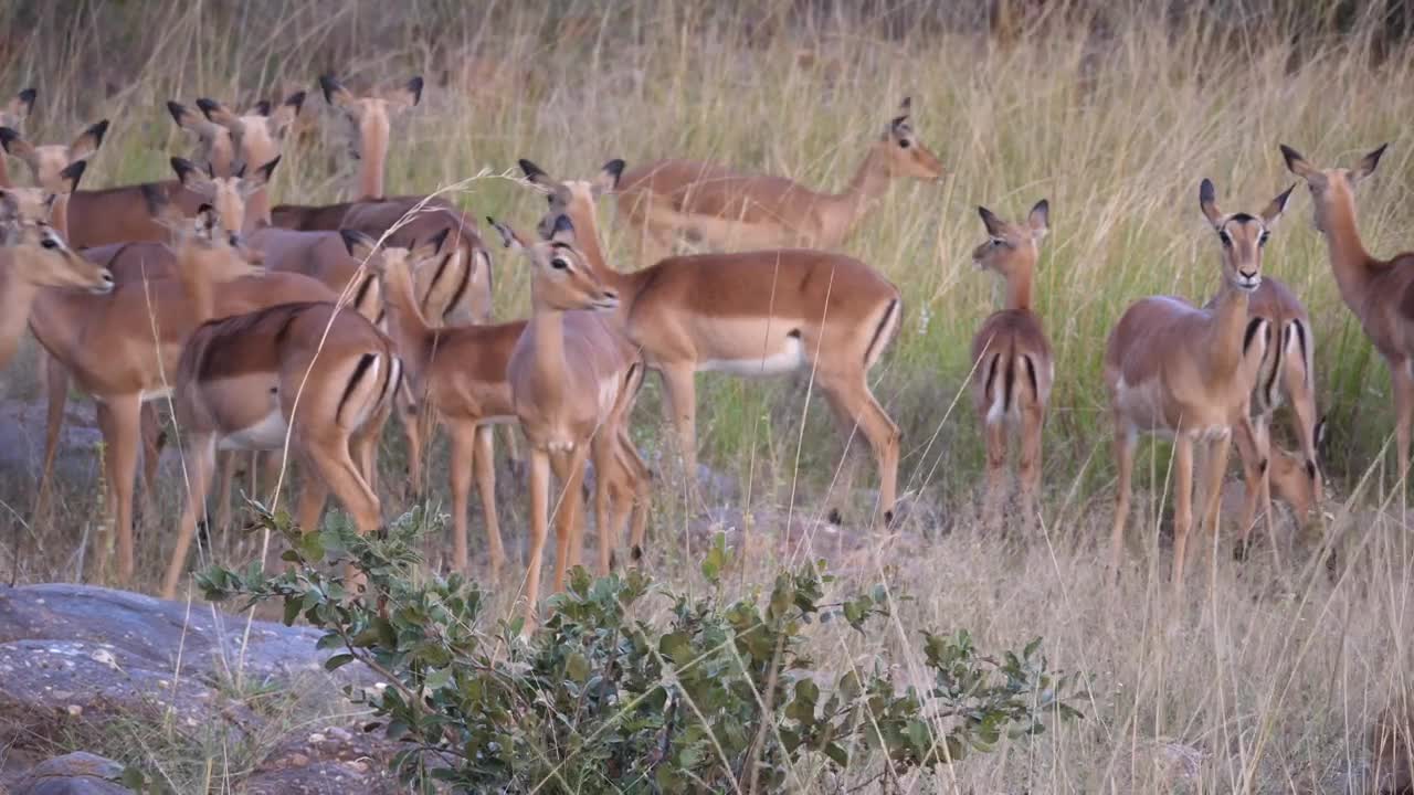 Stock Video A Herd Of Impala Deer Running Away Live Wallpaper For PC