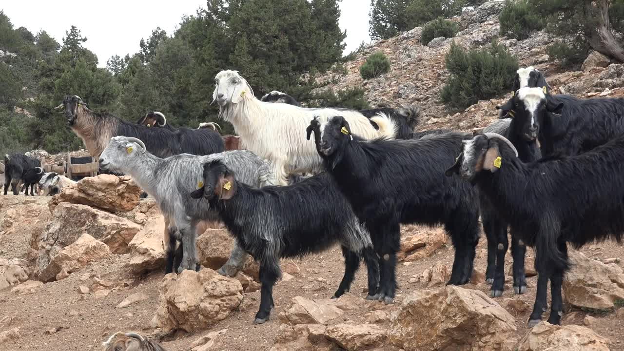 Stock Video A Herd Of Goats Eating On A Rocky Mountain Live Wallpaper For PC