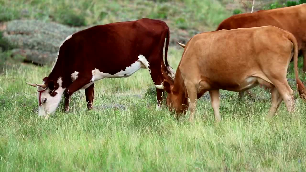 Stock Video A Herd Of Cows In The Countryside Live Wallpaper For PC