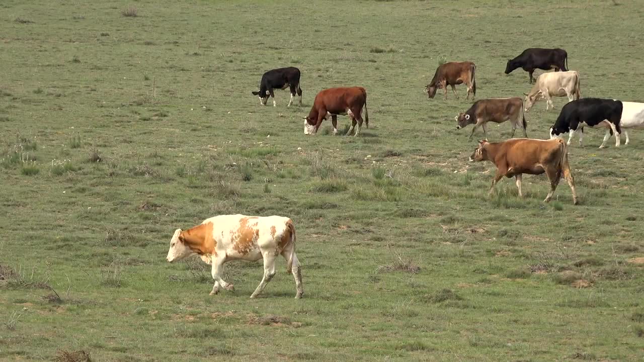Stock Video A Herd Of Cows Grazing In The Grassland Live Wallpaper For PC