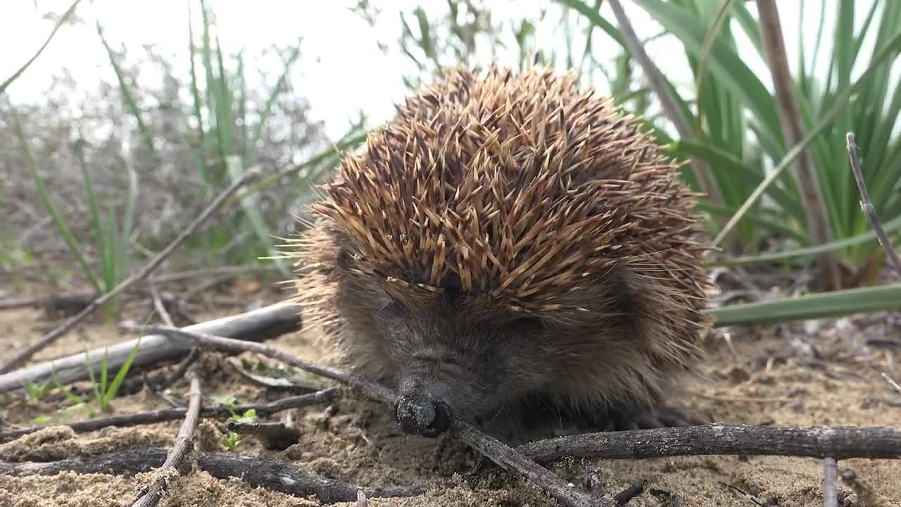 Stock Video A Hedgehog Sniffing In The Ground Live Wallpaper For PC