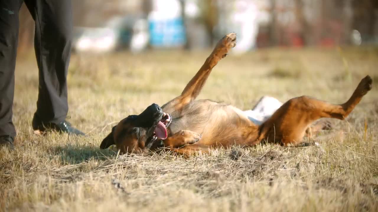 Stock Video A German Shepherd Dog Rolling Over Live Wallpaper For PC