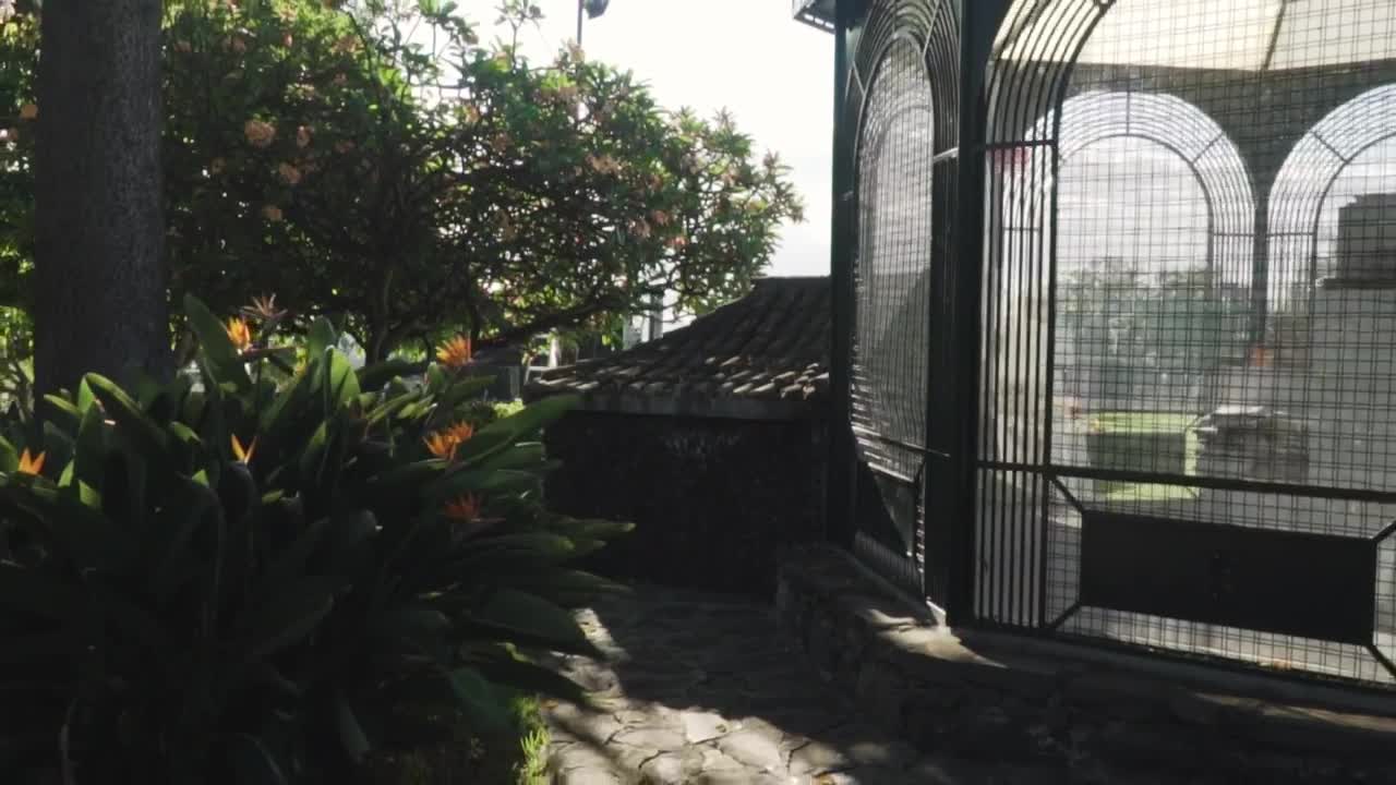 Stock Video A Garden Full Of Plants And Flowers Live Wallpaper For PC