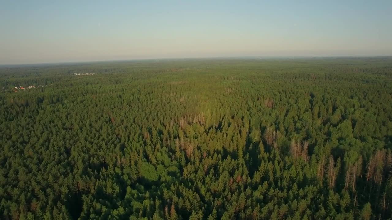Stock Video A Forest Stretching To The Horizon Live Wallpaper For PC
