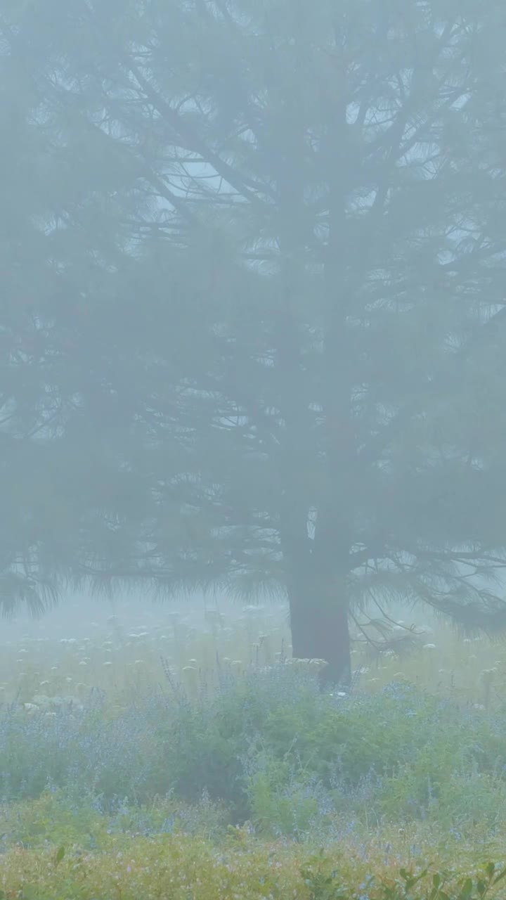 Stock Video A Foggy Morning In The Forest Live Wallpaper For PC