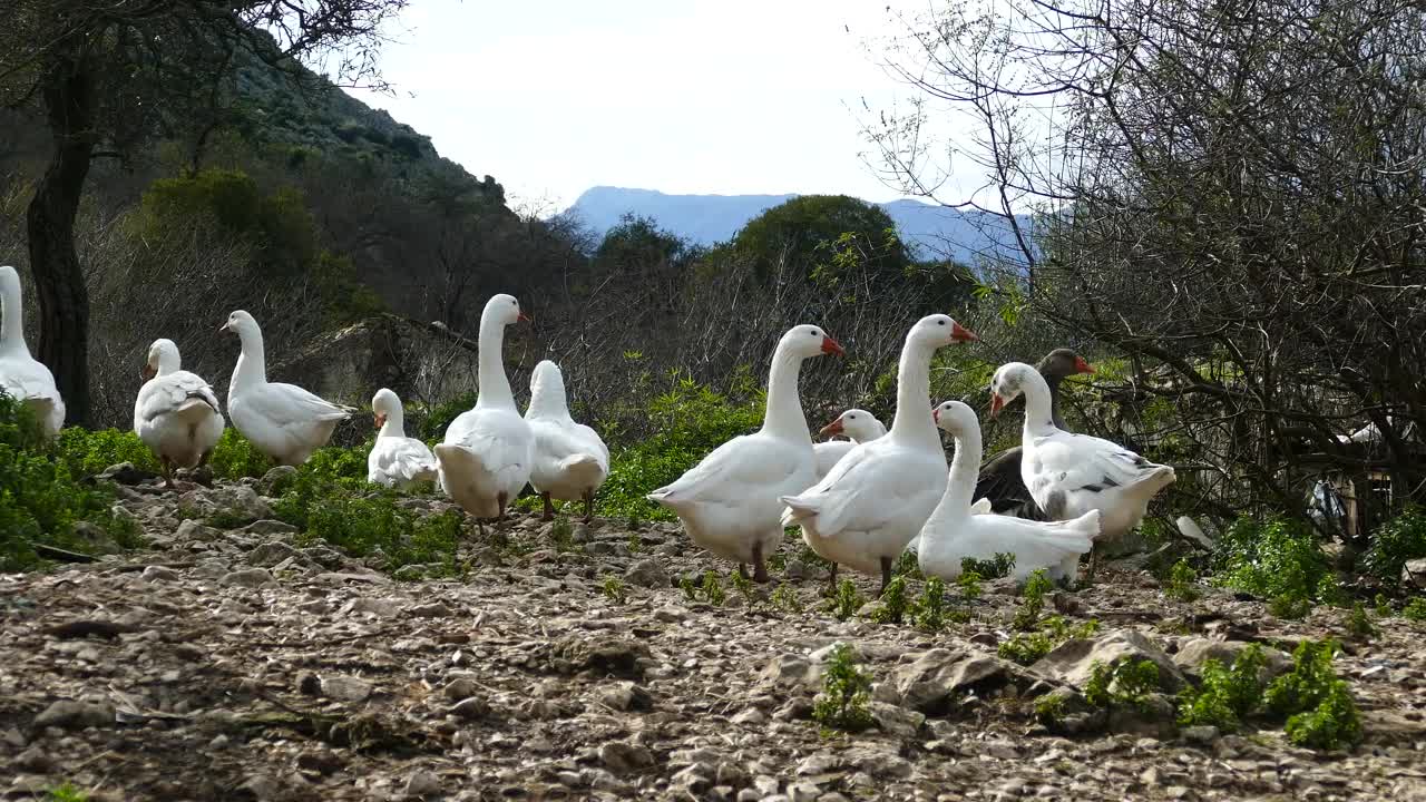 Stock Video A Flock Of Gooses In The Field Live Wallpaper For PC