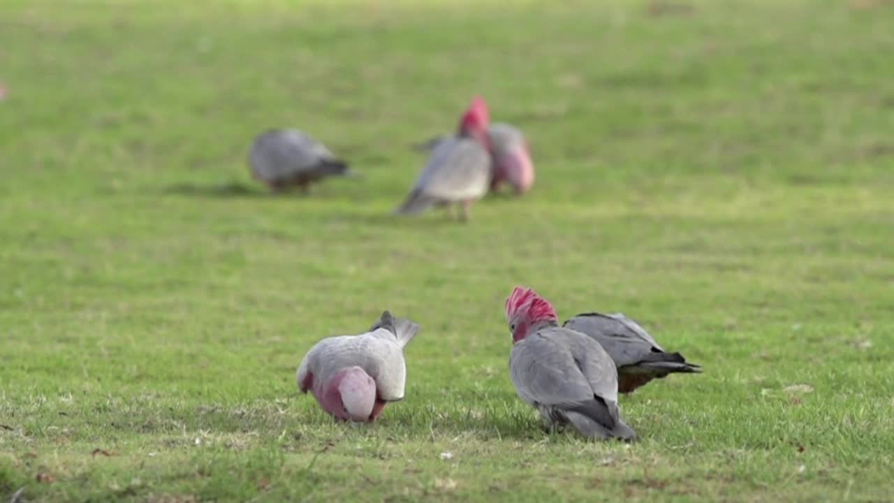 Stock Video A Flock Of Cockatoo Birds Flying Away Live Wallpaper For PC