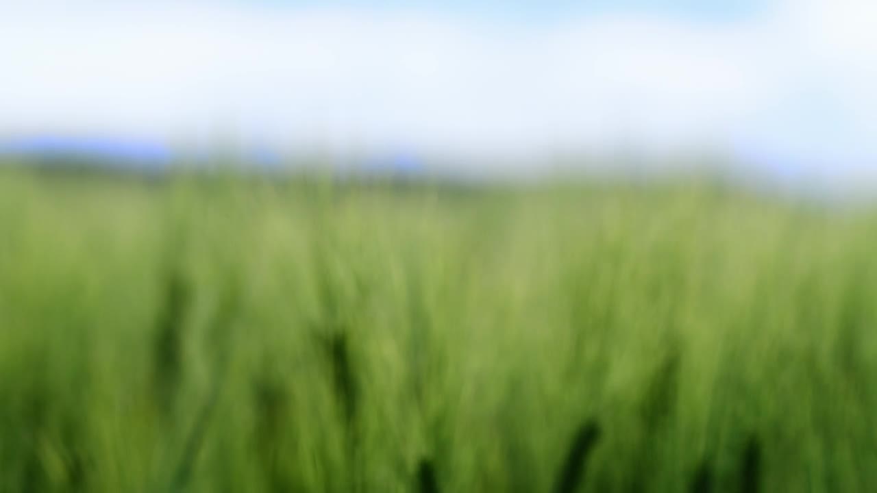 Stock Video A Field Of Wheat Crops Live Wallpaper For PC