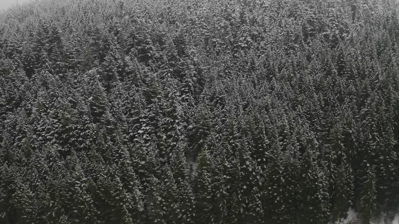 Stock Video Bushy Pinar During Winter Live Wallpaper For PC