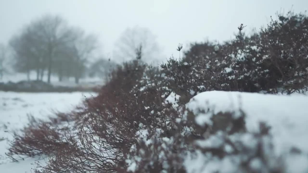 Stock Video Bushes With Snow In A Forest Live Wallpaper For PC