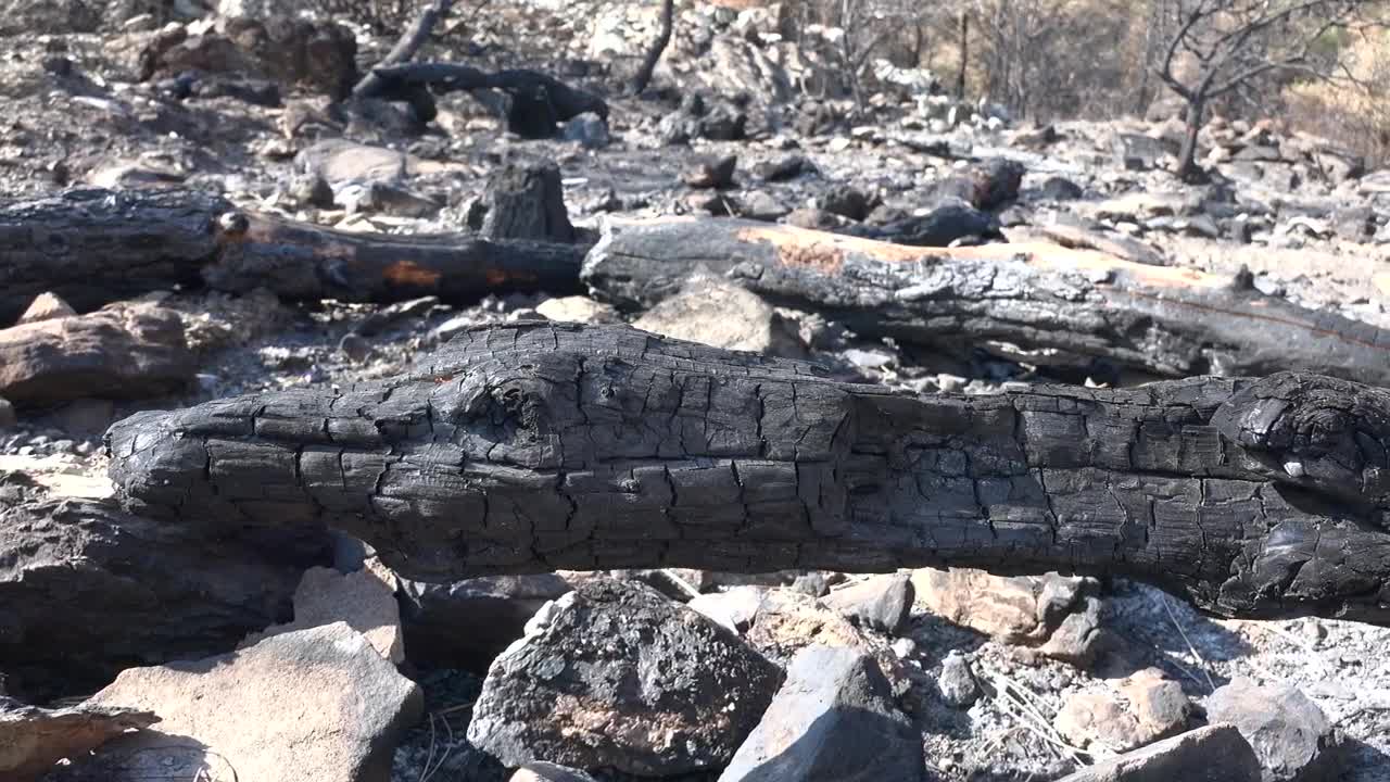 Stock Video Burned Trunks And Rocks Live Wallpaper For PC