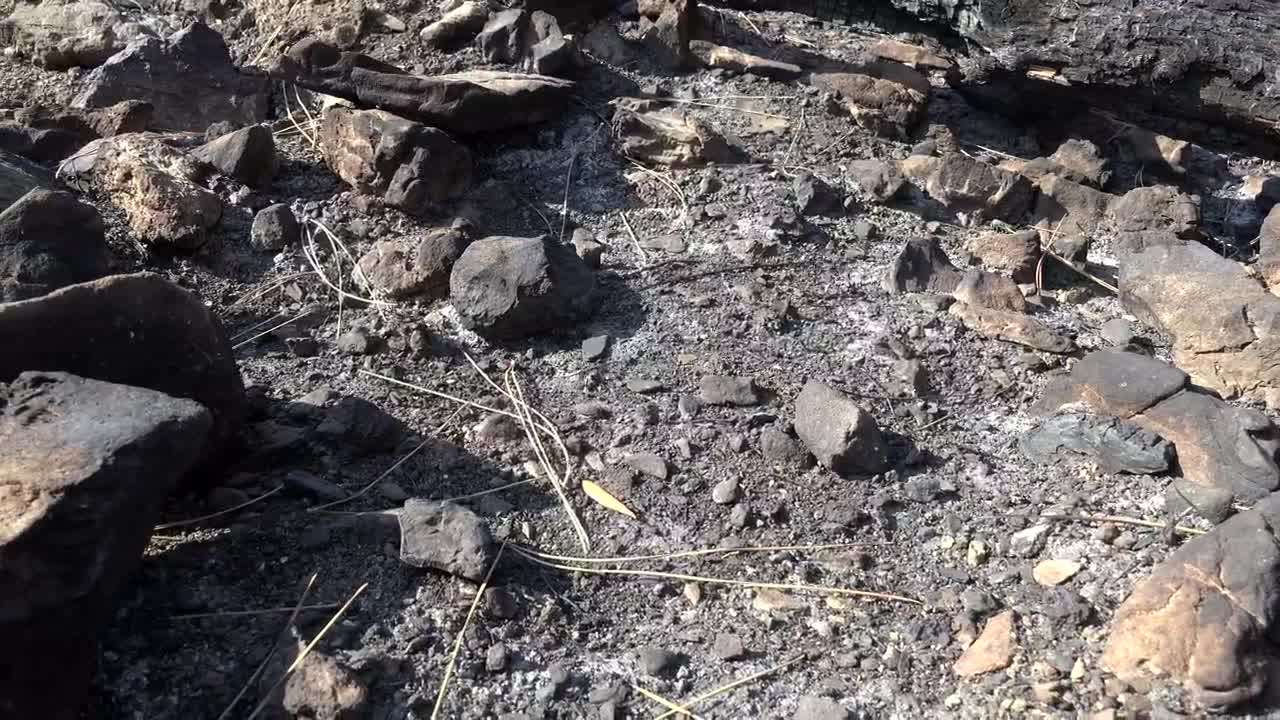 Stock Video Burned Forest Soil And Rocks Live Wallpaper For PC