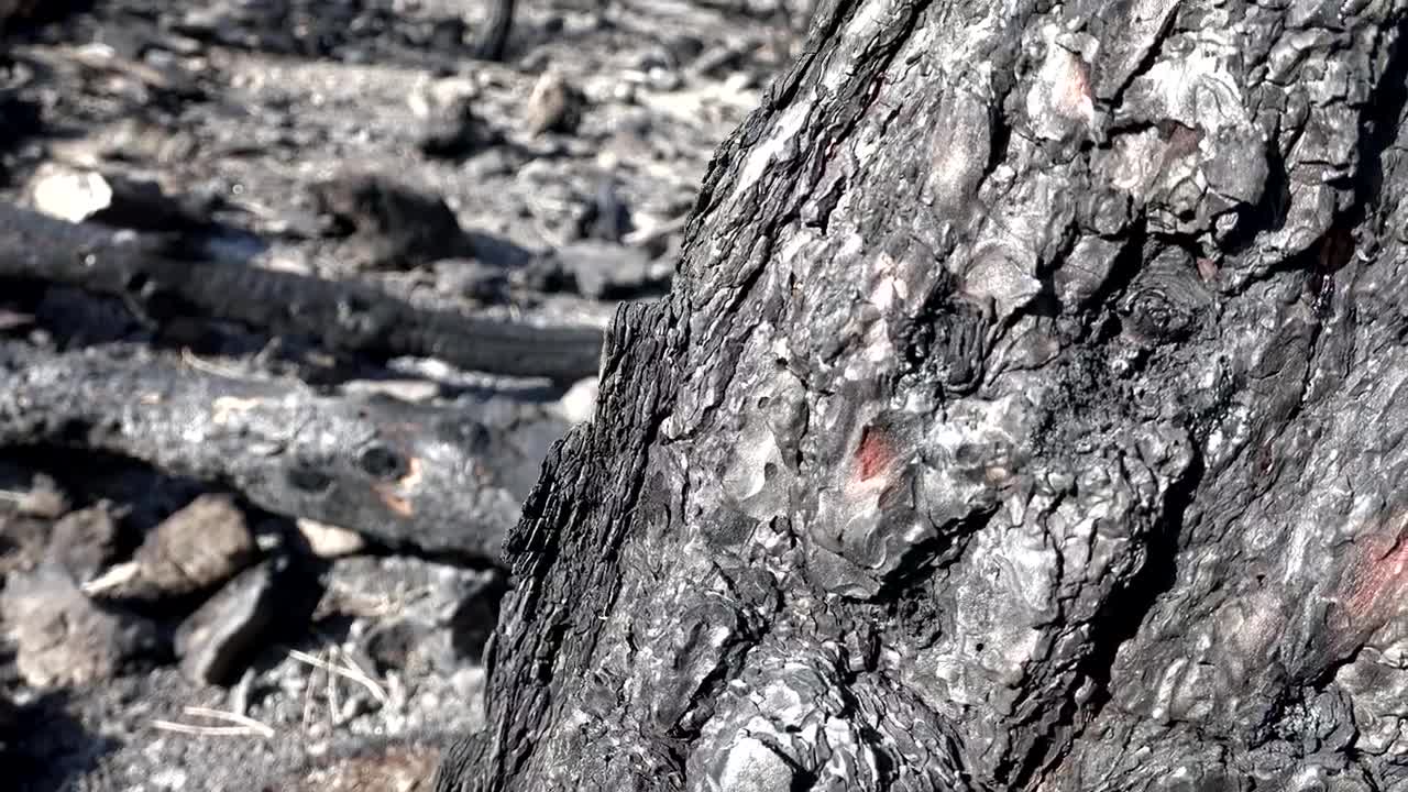 Stock Video Burned Trees In The Forest Live Wallpaper For PC