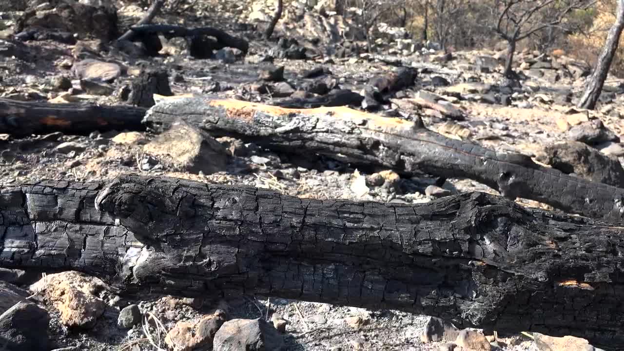 Stock Video Burned Forest And Rocks Live Wallpaper For PC