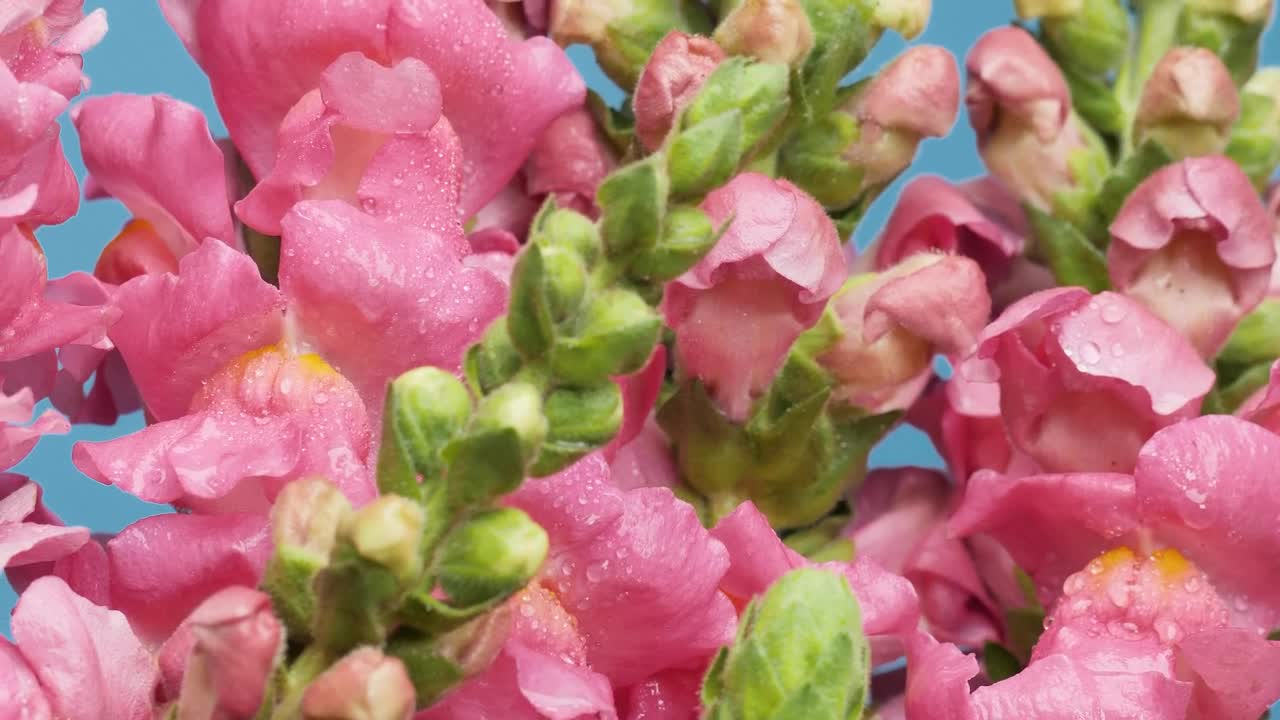 Stock Video Bunch Of Some Pink Flowers Live Wallpaper For PC
