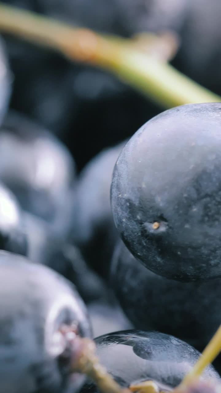 Stock Video Bunch Of Purple Grapes Close Up Live Wallpaper For PC