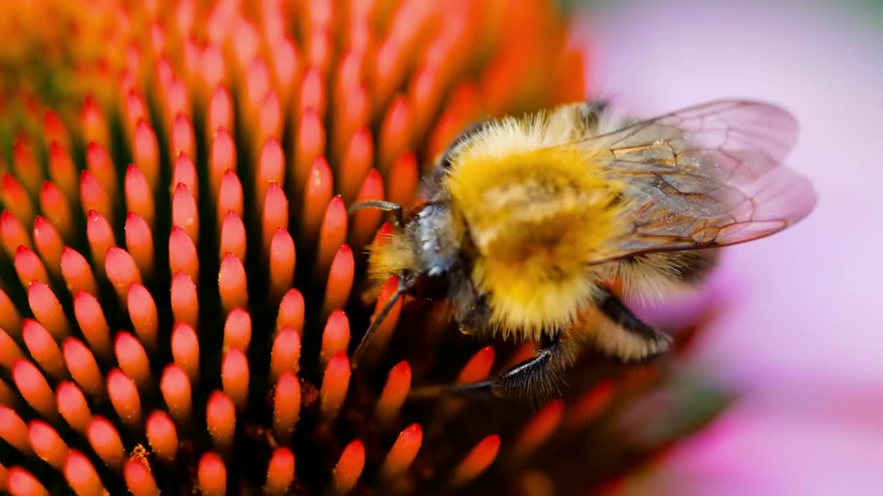 Stock Video Bumblebee Walking On Flower Closeup Live Wallpaper For PC