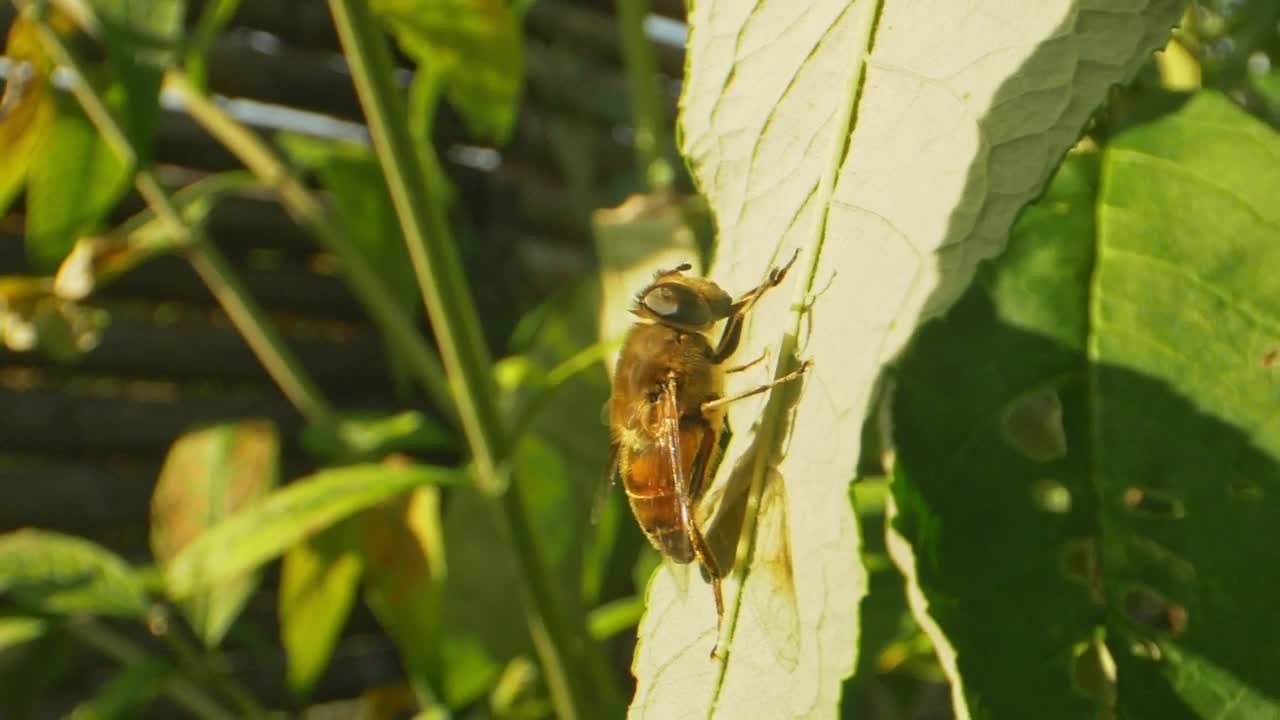 Stock Video Bumblebee Sitting On A Leaf Live Wallpaper For PC