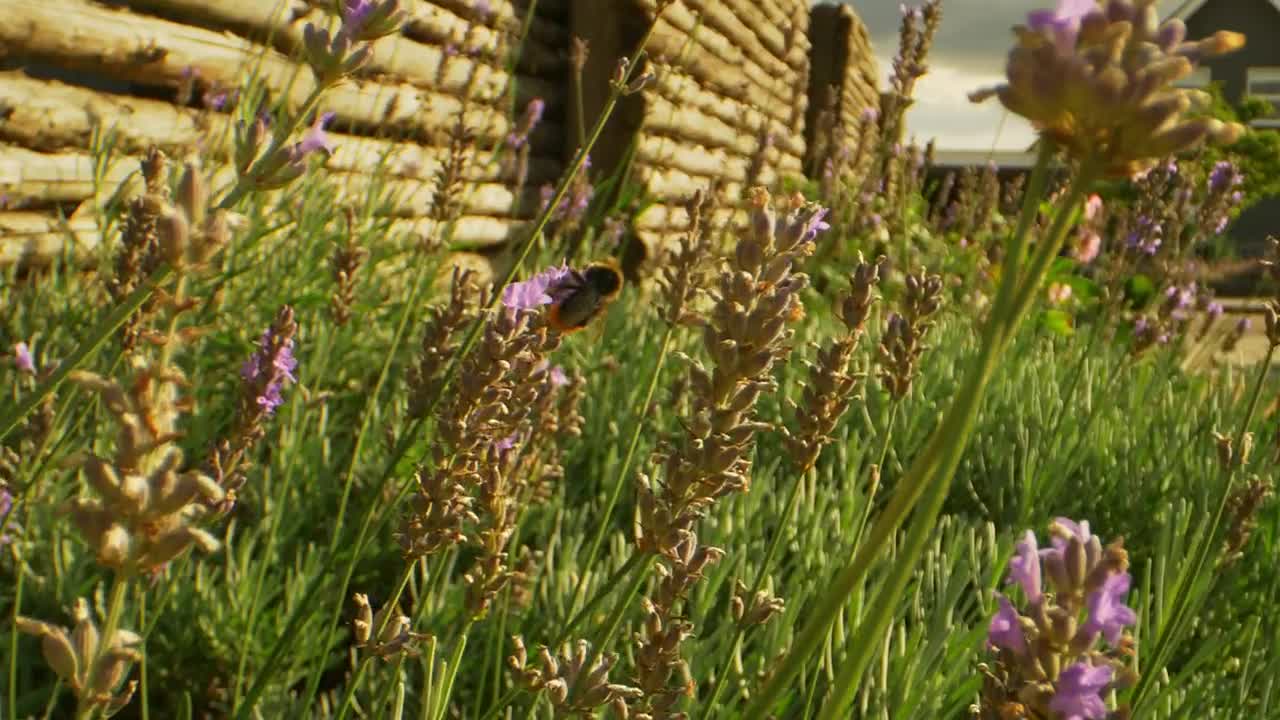 Stock Video Bumblebee On A Wild Flower Live Wallpaper For PC