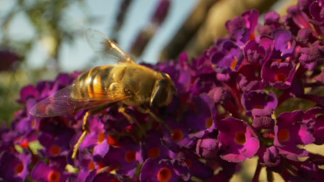 Stock Video Bumblebee On A Purple Flower Live Wallpaper For PC