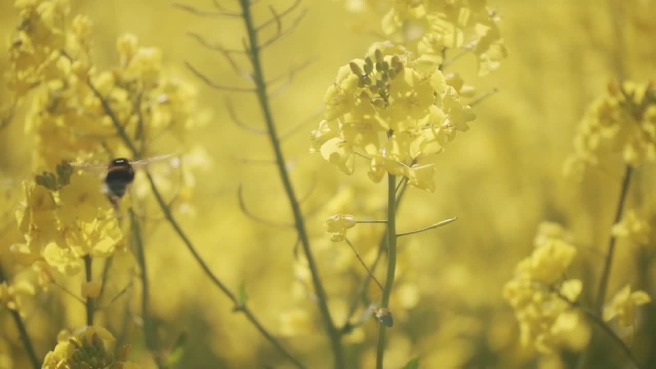 Stock Video Bumblebee On A Flower Live Wallpaper For PC