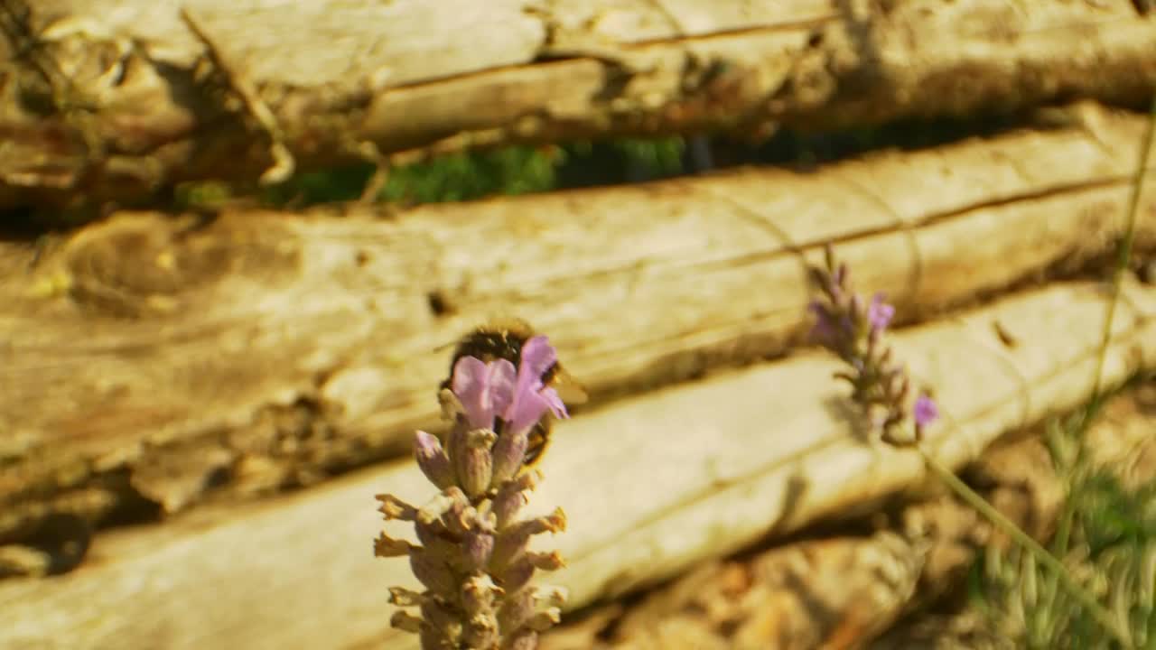 Stock Video Bumblebee Flying Away Live Wallpaper For PC
