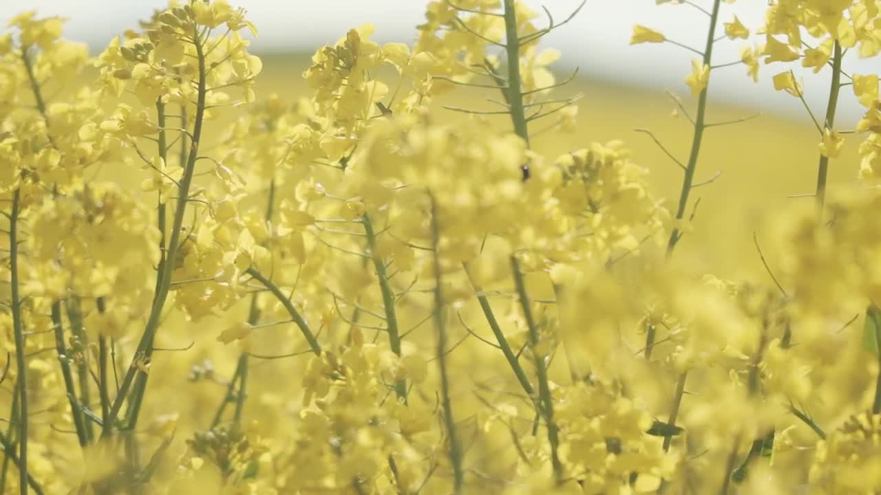 Stock Video Bumblebee Landing On A Crop Field Live Wallpaper For PC