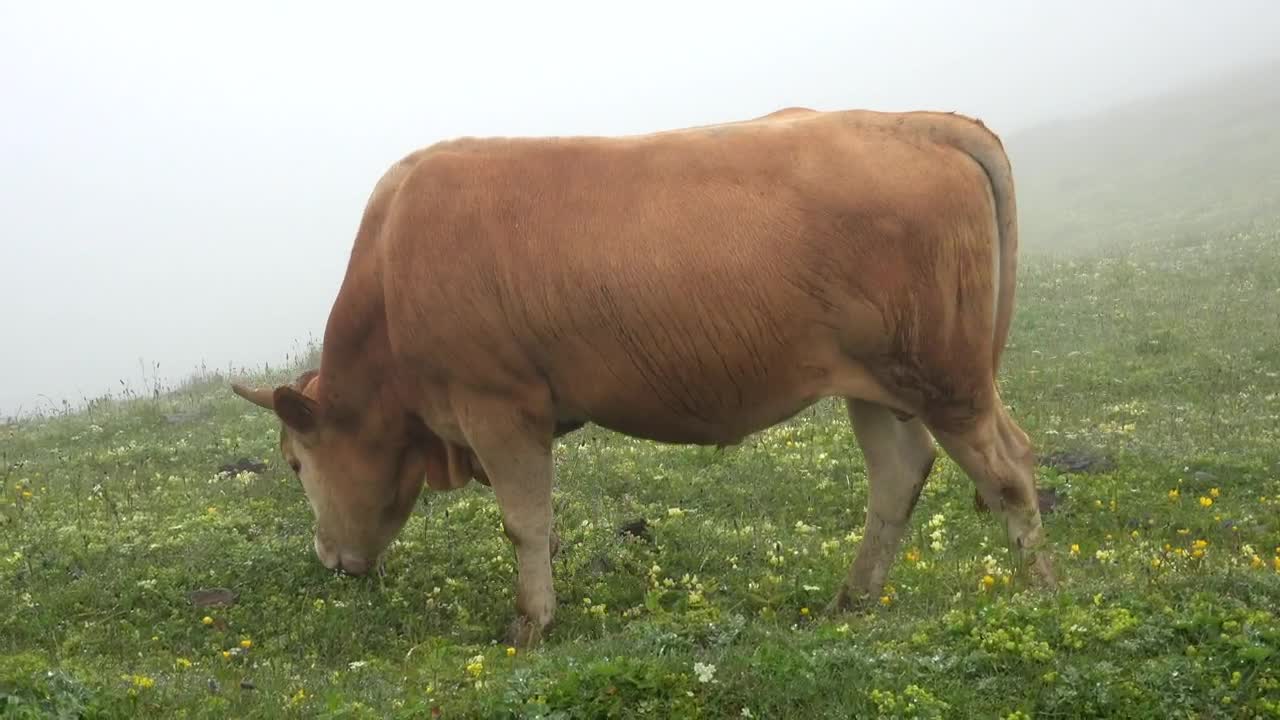 Stock Video Bull Grazing In A Valley With Fog Live Wallpaper For PC