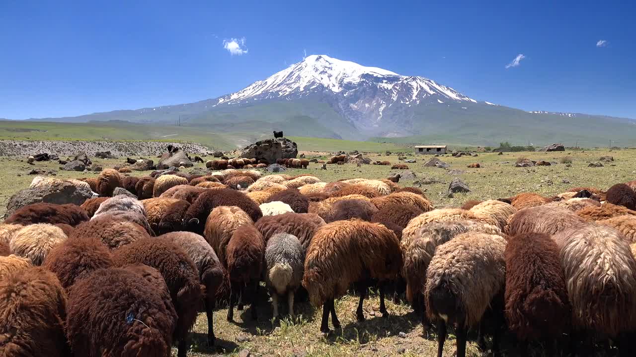 Stock Video Brown Sheep Herd With A Snowy Mountain In The Background Live Wallpaper For PC