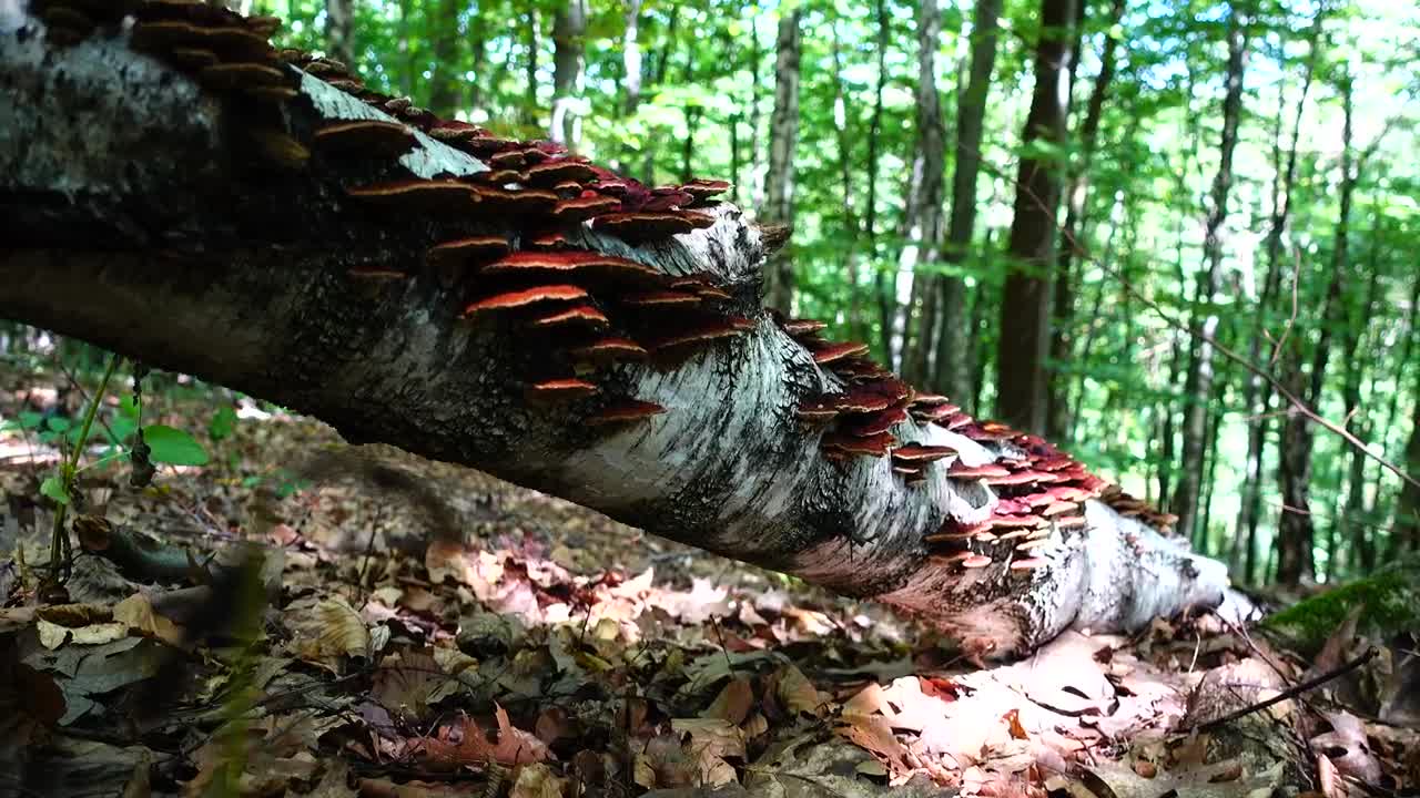 Stock Video Brown Mushrooms Growing In The Woods Live Wallpaper For PC