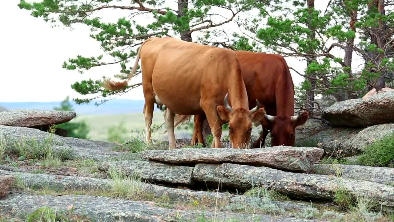 Stock Video Brown Cows Pasturing In The Countryside Live Wallpaper For PC