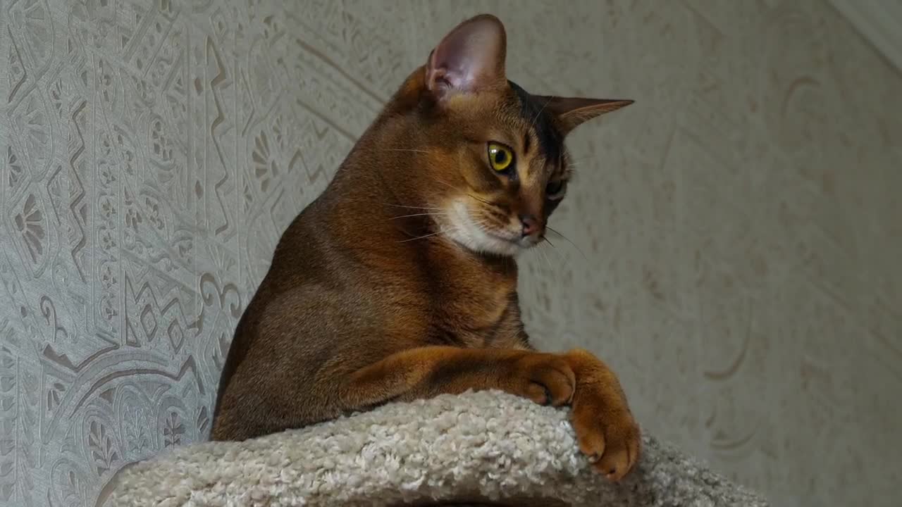 Stock Video Brown Cat Resting Live Wallpaper For PC