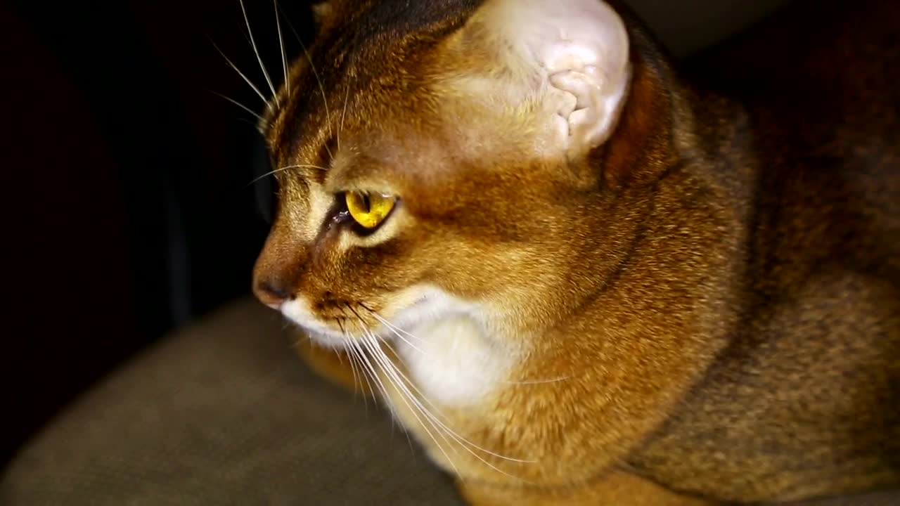 Stock Video Brown Cat With Yellow Eyes Live Wallpaper For PC