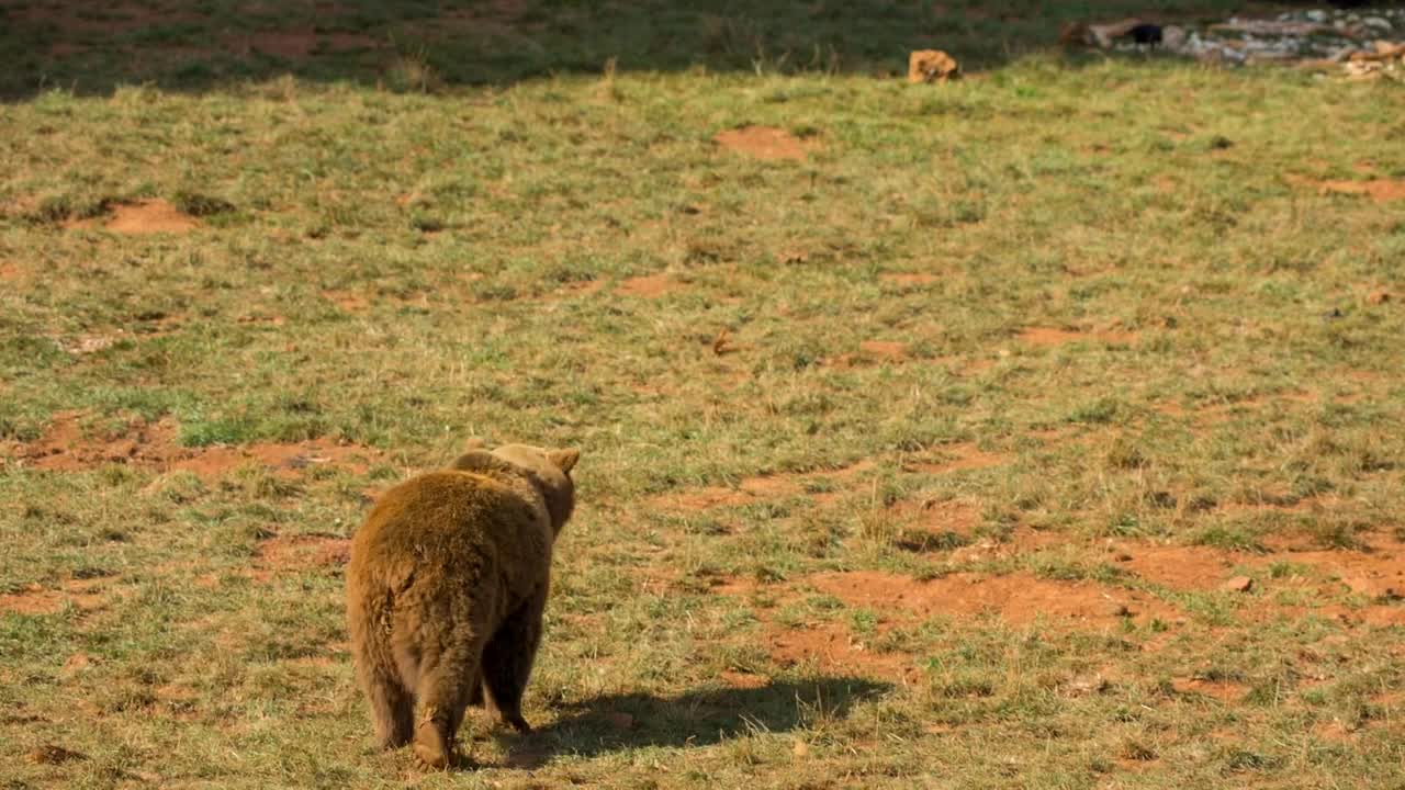 Stock Video Brown Bear Walking Live Wallpaper For PC