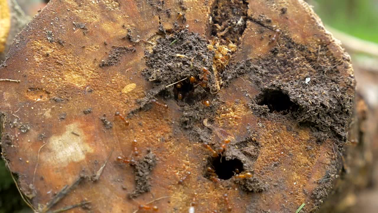 Stock Video Brown Ants Outside A Nest Live Wallpaper For PC