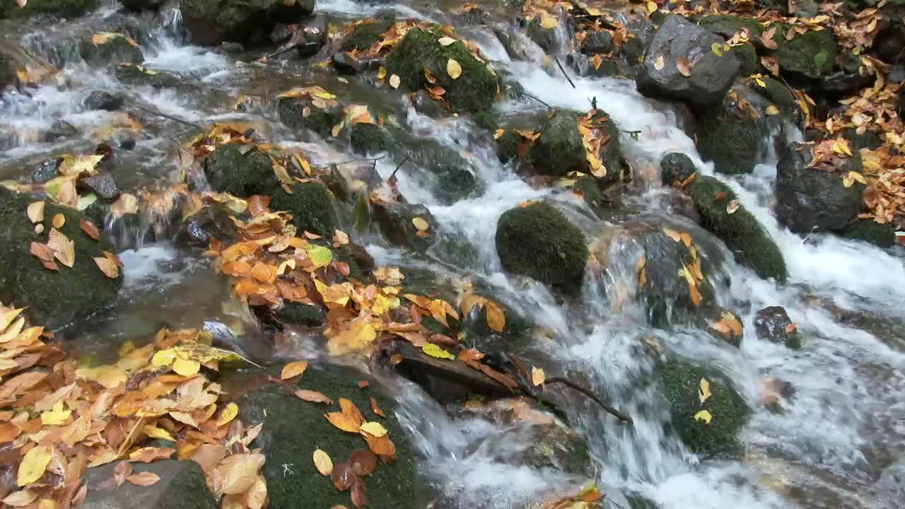 Stock Video Brook Flowing Through Mossy Stones In The Forest Live Wallpaper For PC