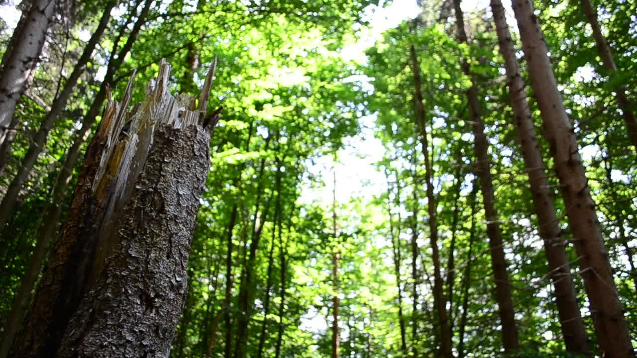 Stock Video Broken Tree In A Forest Live Wallpaper For PC