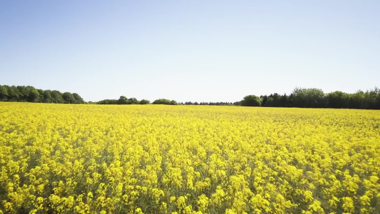 Stock Video Bright Yellow Crops Live Wallpaper For PC