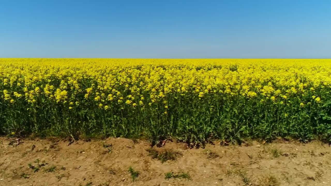 Stock Video Bright Yellow Crops In A Dry Field Live Wallpaper For PC