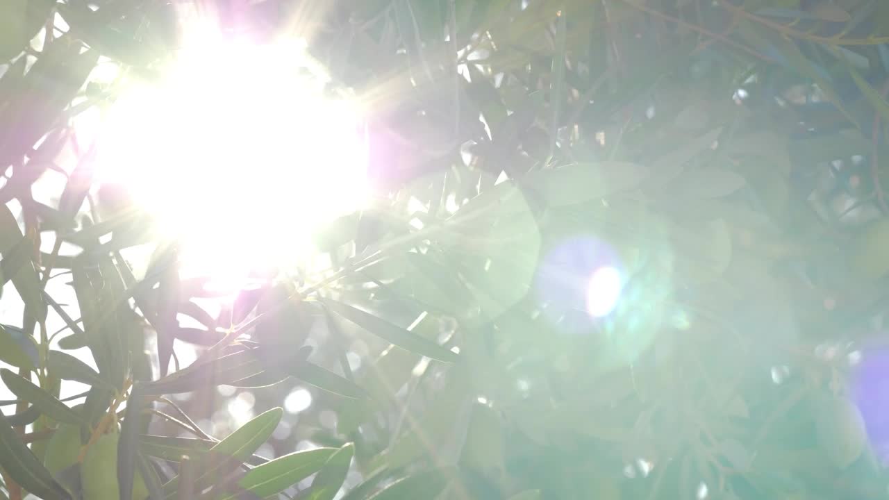Stock Video Bright Light Shining Through An Olive Tree Live Wallpaper For PC