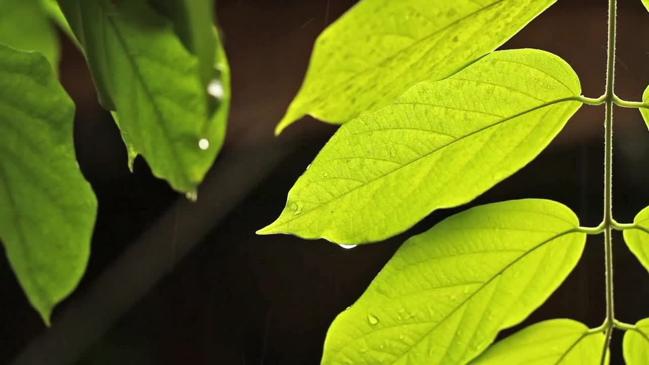 Stock Video Bright Leaves Dripping In The Rain Live Wallpaper For PC