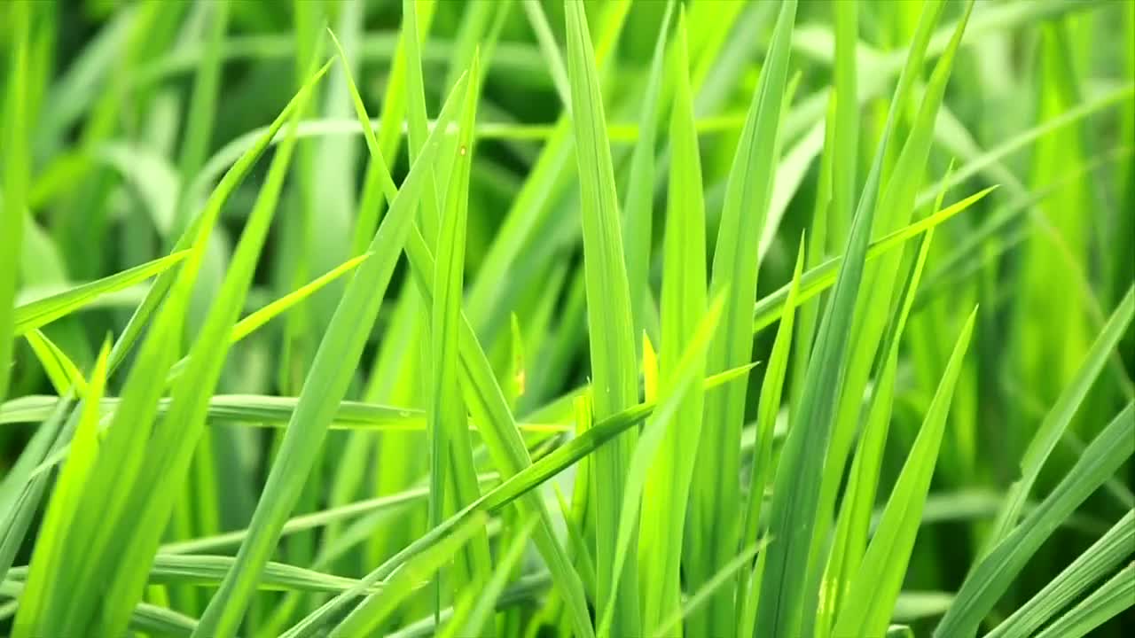 Stock Video Bright Green Grass Live Wallpaper For PC