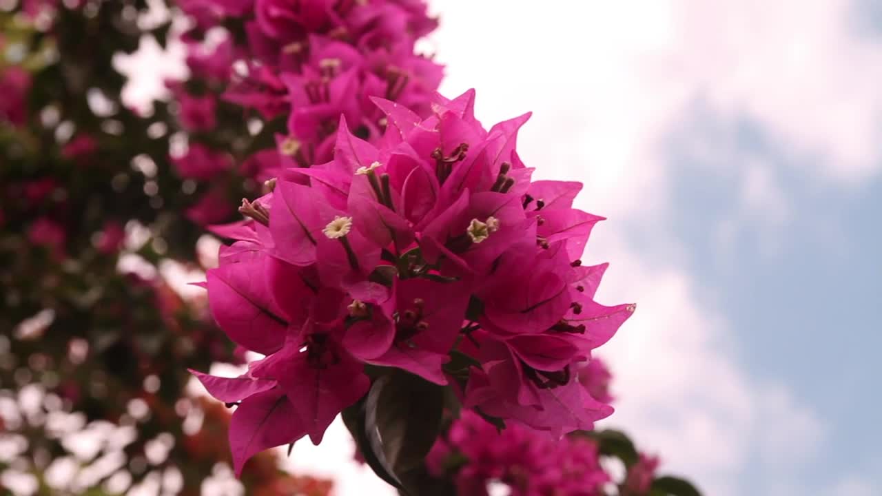 Stock Video Bright Bougainvillea Below The Sky Live Wallpaper For PC