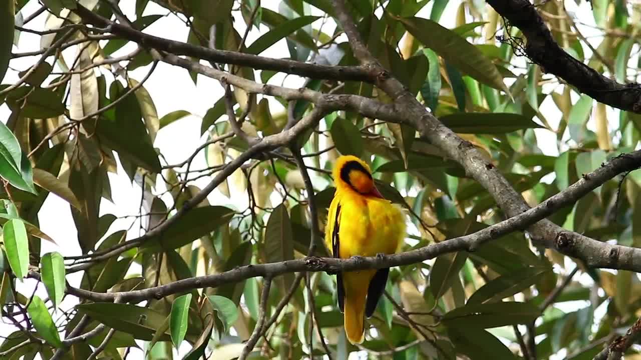 Stock Video Bright Bird In A Tropical Tree Live Wallpaper For PC