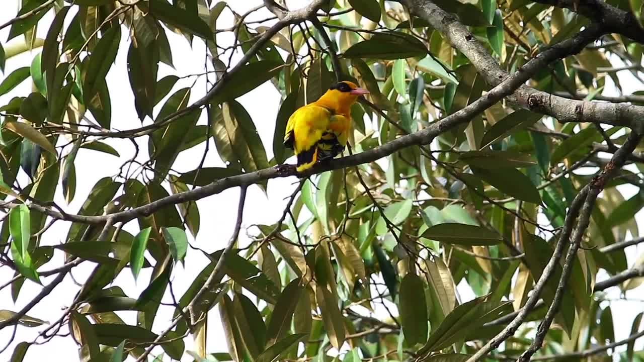 Stock Video Bright Bird Cleaning Their Feathers Live Wallpaper For PC