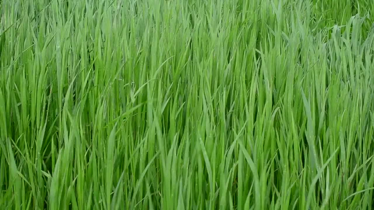 Stock Video Breeze Heading Through A Meadow Live Wallpaper For PC