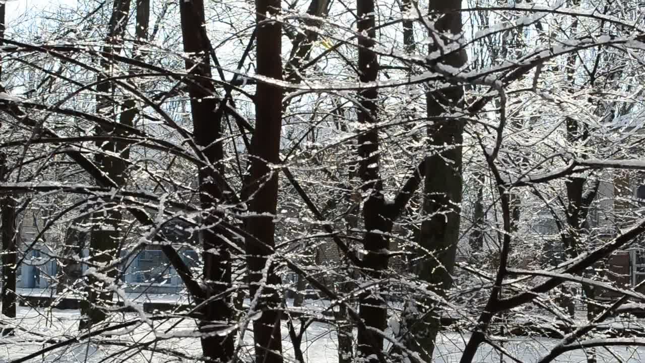 Stock Video Branches Swaying While Covered In Snow Live Wallpaper For PC