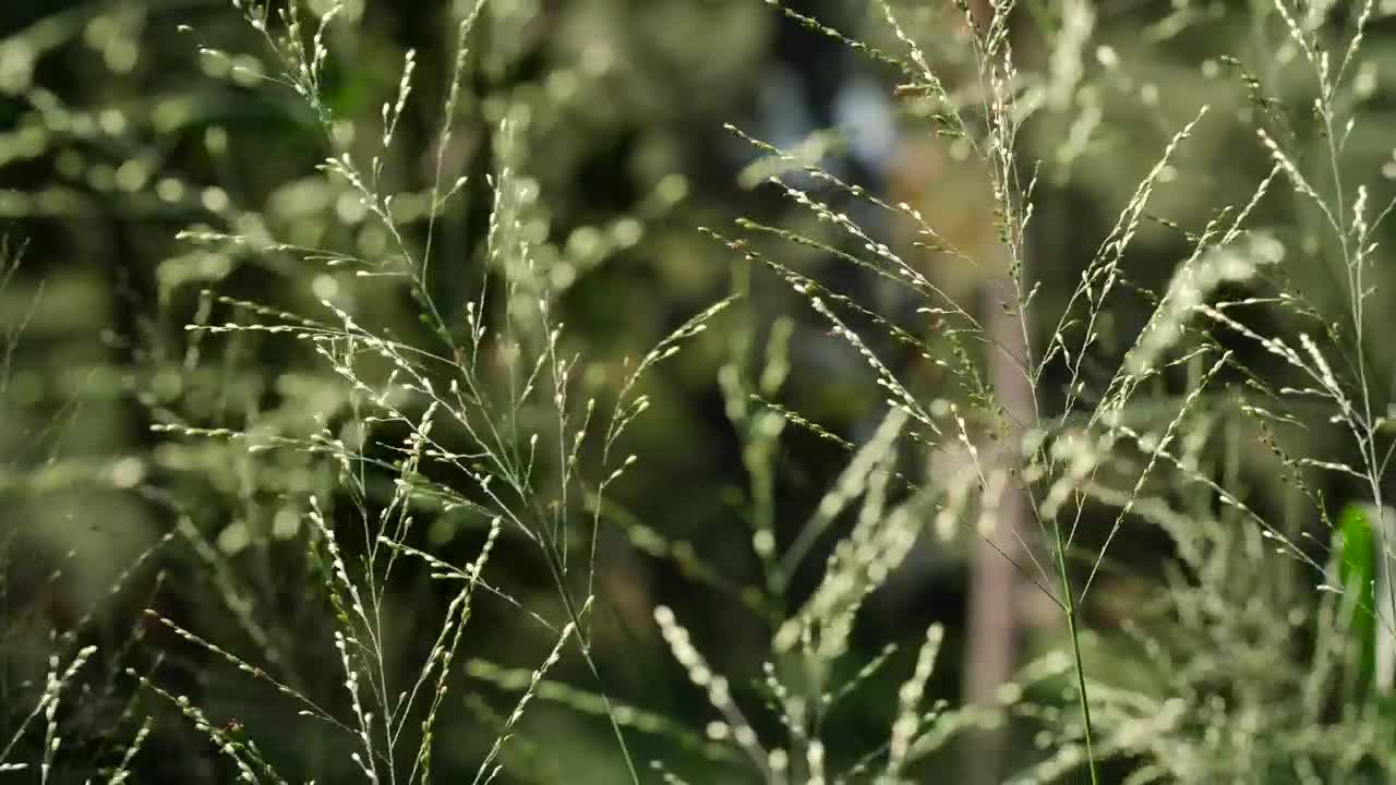 Stock Video Branches Swaying In The Wind Live Wallpaper For PC